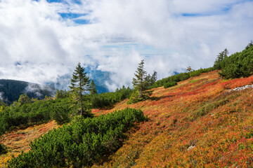 Autumn landscape of the mountains with beautyfully colored glass, ever green pine trees and a nice sky, Low Tatras in Slovakia