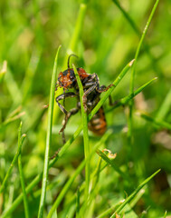 firebug on the grass macro shot