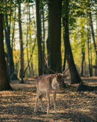 Selective focus vertical shot of a deer standing on the ground in a forest