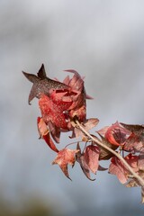 Vertical closeup of a maple tree branch in the foggy blurred background