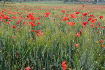 Fototapeta na wymiar Picturesque flowering of red poppies in the meadows of Sicily