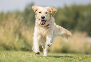 Golden Retriever