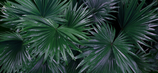 Fototapeta na wymiar Sugar palm leaf color tone dark in the morning. Tropical Plant and nature concept.