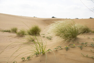 Desert plants growing on a sand dune in the thar desert in India.