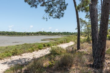 Fototapeta na wymiar Sado Estuary Natural Reserve in Comporta in Portugal with green tree, a swampy lake and a cloudy sky