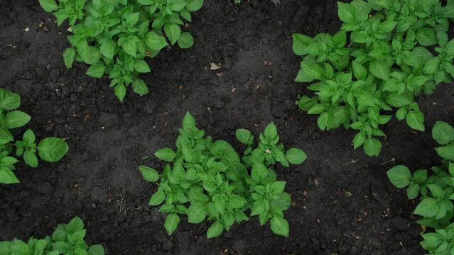 Green fresh potatoes bushes growing in the soil. Field with potato bush. Potato leaves. Organic food growing, agriculture, gardening, ecology concept. rotation, top view, close-up
