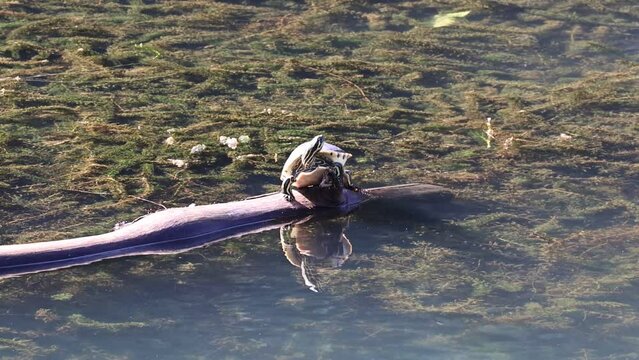 Closeup of a turtle perched on a branch in the lake