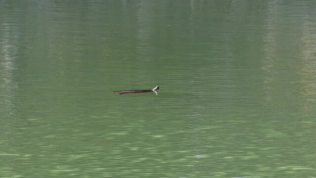 Turtle perched on a branch in a clear lake