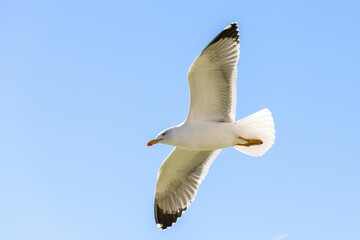 Fototapeta na wymiar Low angle closeup of a white seagull flying with fully spread wings