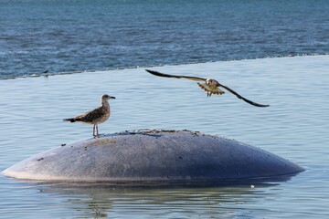Seagull flying next to a standing seagull over the lake with wings wide spread