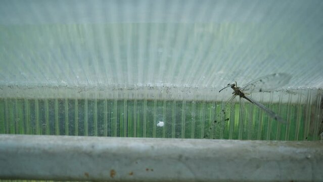 The dragonfly insect is trying to break free. Got into a closed room. Insect protection.