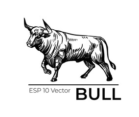 Bull sketch. Vector illustration black outline on transparent background