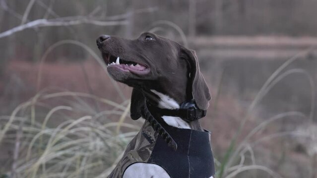 Tight shot of bird hunting dog on the hunt