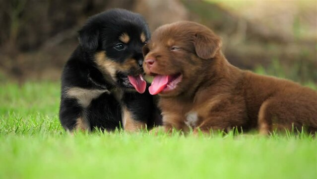 Rottweiler puppies, cute small dogs are playing with each other on grass outside, Rottweilers are naturally protective and can fit in well with family life if well trained and kept occupied.