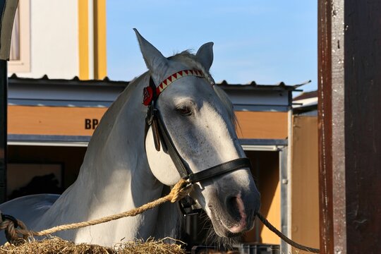 Closeup of a white horse at the National Horse Fair 2022 in Golega, Portugal.