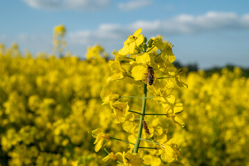 Blooming rapeseed in May in the fields of Poland - obrazy, fototapety, plakaty