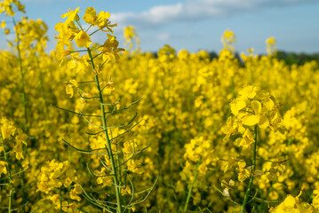Blooming rapeseed in May in the fields of Poland