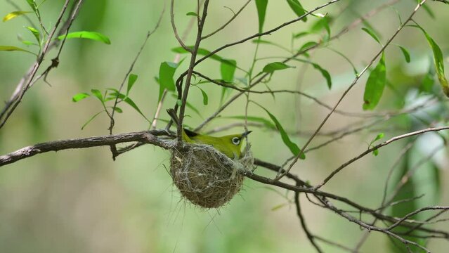 White Eye Bird Coming to nest in Forest 