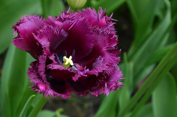  Purple- burgundy blooming tulip 'Gorilla' with fringed petals .Closeup, top view photo. Gardening,...