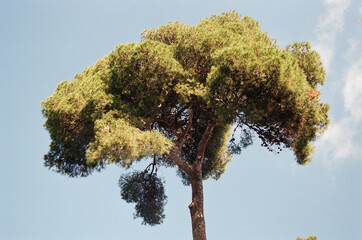 tree in the park on film