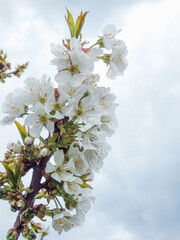 Macro cherry blossom tree branch. Closeup of spring seasonal cherry blossom flower on blue sky background.