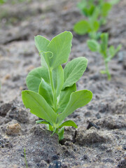 Young green pea sprout germinates from the ground. Growing plants in Spring