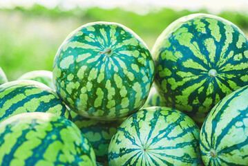 Many big sweet green watermelons.
