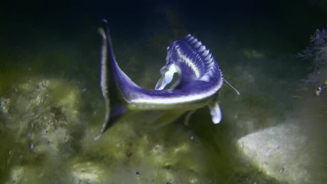 A Russian sturgeon or Danube sturgeon (Acipenser gueldenstaedtii) swims slowly over an algae-covered seabed, then leaves the frame.