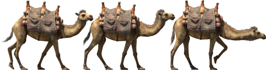 Foto op Plexiglas camel walk caravan desert aminal © Mathias Weil