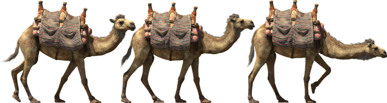camel walk caravan desert aminal