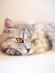 Fototapeta premium Persian cat lay down on the sofa and looked at something