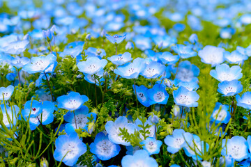 ひたち海浜公園のネモフィラ
