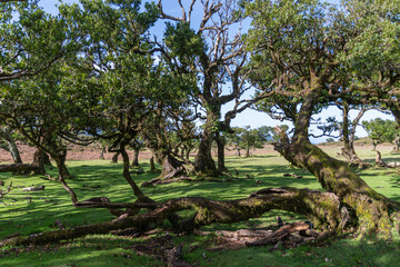 Lorbeerwald Feenwald im Gebiet Fanal auf Madeira