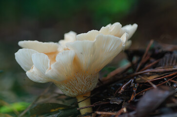 A beautiful white fungus with distinctive gills growing in a woodland in East Texas.