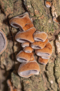 the brown and hairy funnel shapes of the young jelly ear fungus.
