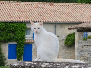 Chat blanc assis - 606414740