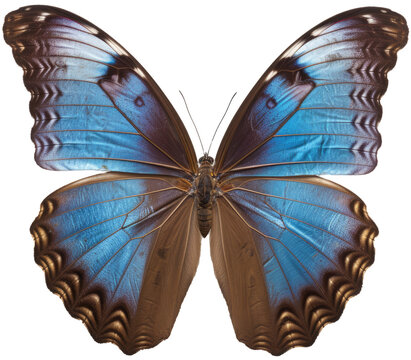 Melenaus blue morpho butterfly isolated on a white background, generative AI