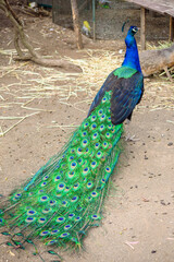Obraz premium Peacock