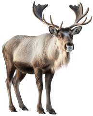 Arctic Reindeer isolated on white or transparent background as PNG, generative AI animal