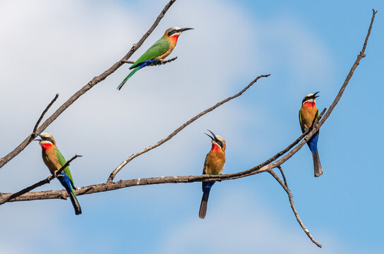 Bee-eater quartet, clear sky, colourfull