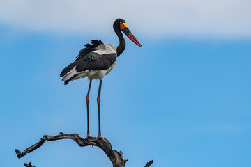Female Saddle-billed Stork sitting high on dead tree with clear blue sky
