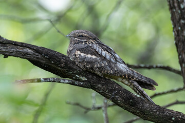 European Nightjar