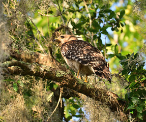 red shouldered hawk looking for food