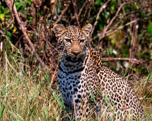 Naklejka na ściany i meble African leopard in Maasai Mara National Reserve in Kenya