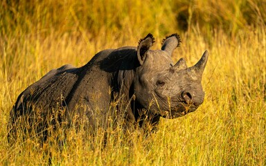 Closeup shot of a western black rhinoceros in the golden field in the daylight