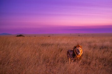 Scenery of a East African lion walking in the golden field under a breathtaking purple sunsetz