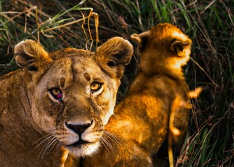 Fototapeta premium High angle shot of a mother lion lying on the grass next to its cub in the daylight