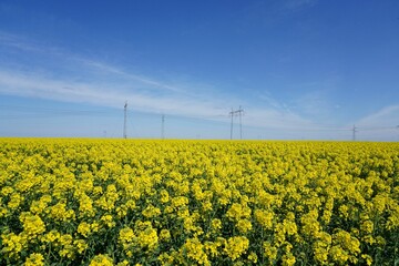 Breathtaking view of dense yellow rape field under blue and white sky
