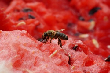 Closeup shot of a bee standing and eating a red watermelon