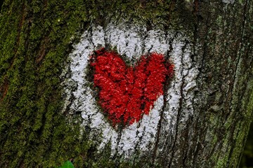 Closeup of a cute red heart with a white frame sprayed on a tree bark